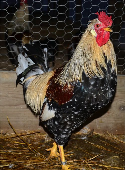 chickens2015.jpg