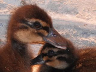 DSCF1144.jpg