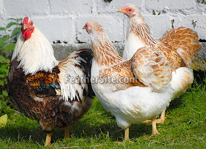 SalmonWyTrio.JPEG