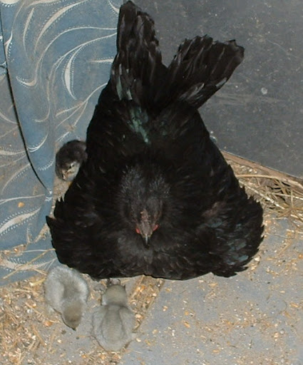DSCF0011.JPG