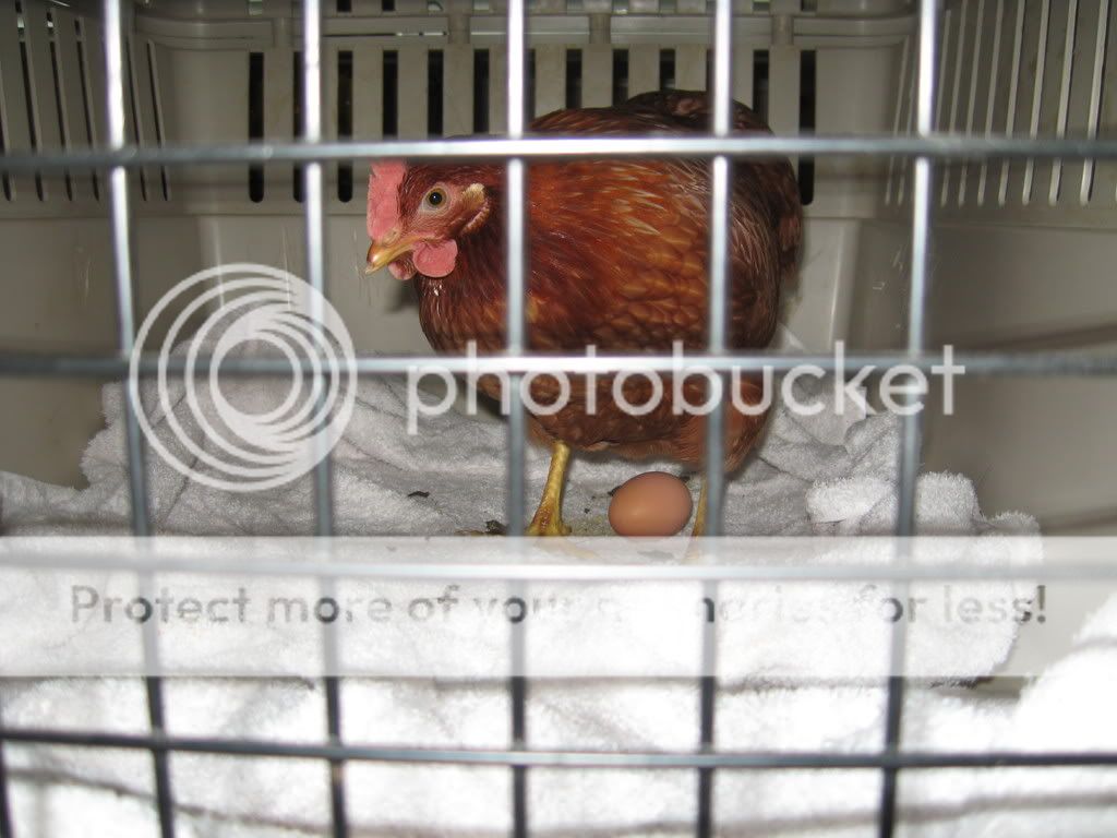 chickens045.jpg