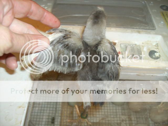 Possiblebluebarredchick2.jpg