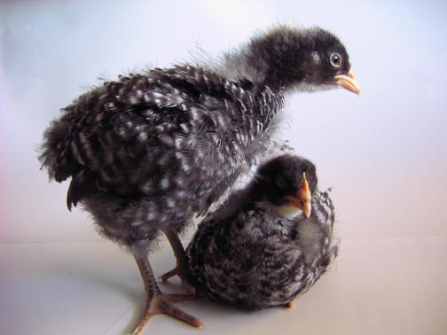 barred-rocks-28d.jpg