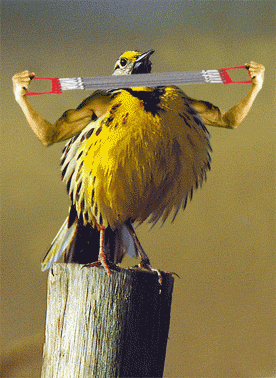animal_gifs_06.gif