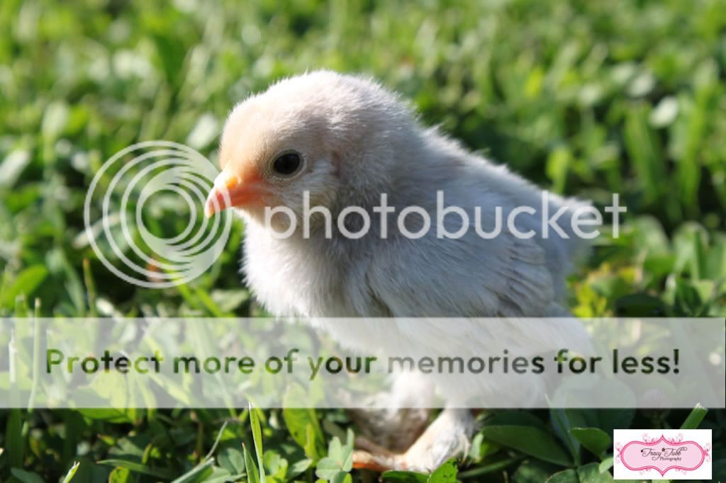 NottheSilkie1.jpg