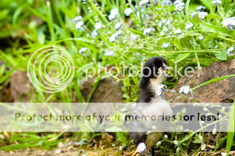 0806babychicks002.jpg