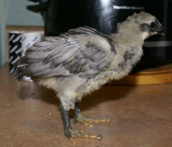 bluechick.jpg