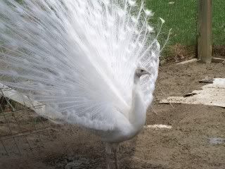 birds047.jpg