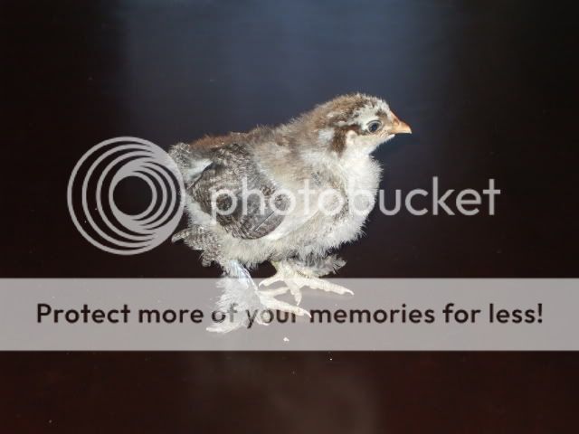 DSCF0531.jpg