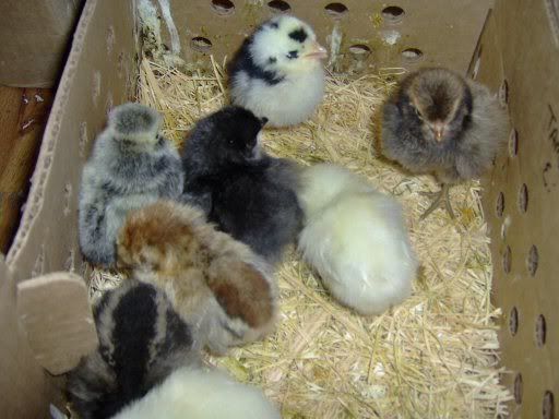 fancychicks1dayold024.jpg