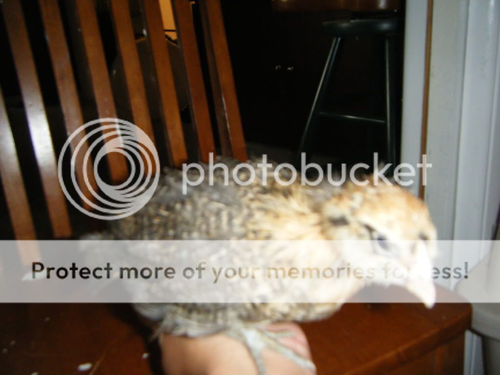 DSCF4738.jpg