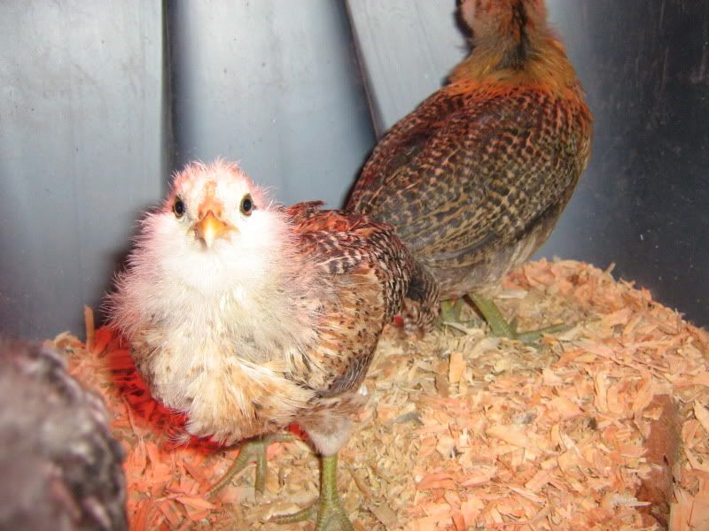 SFandChicks064.jpg