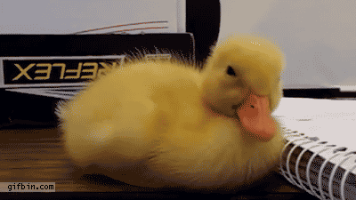 Funny-Animal-Gifs-cute-duck.gif