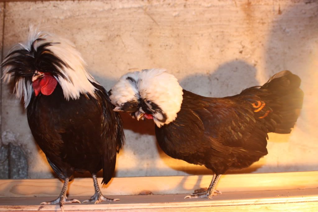chickens046.jpg