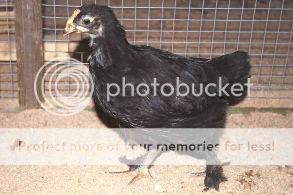 BCM_072709-383_PULLET.jpg