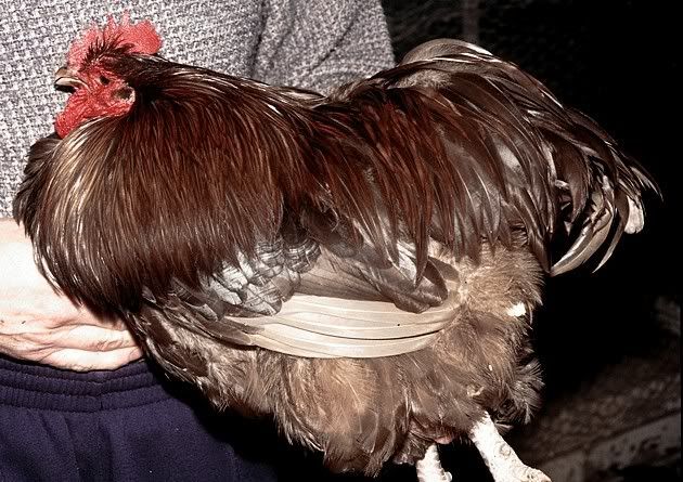 018fig00620cioccolato20gallo.jpg