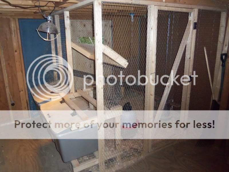chickens006.jpg