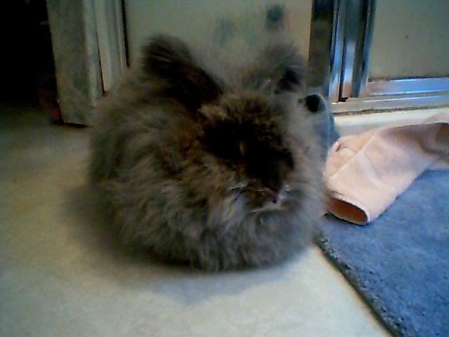 AGHTribbles.jpg