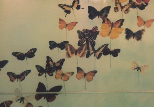 tumblr_lzv68kRB521qgwim8o1_500.png