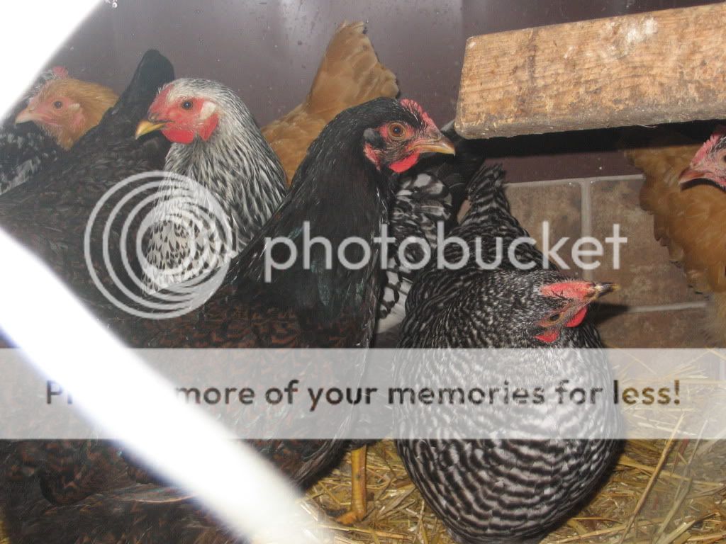 chooks102.jpg