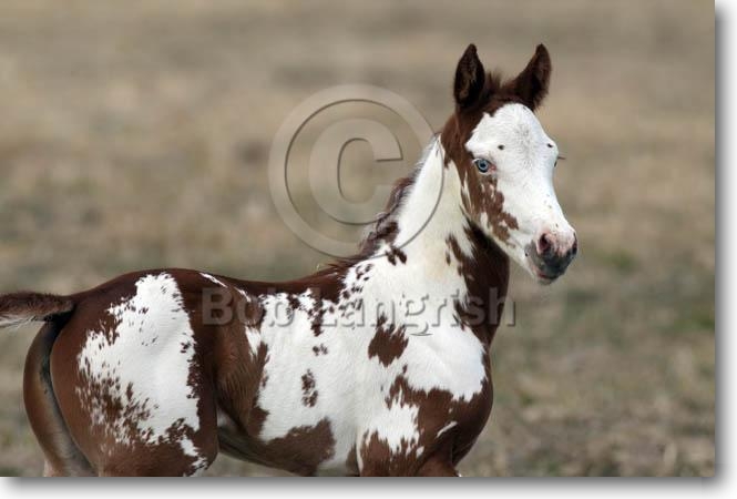 A21C3626OveroPaintFoal-Greta-LookingGlassFarm,MI.jpg