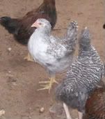 DSCN0144.jpg
