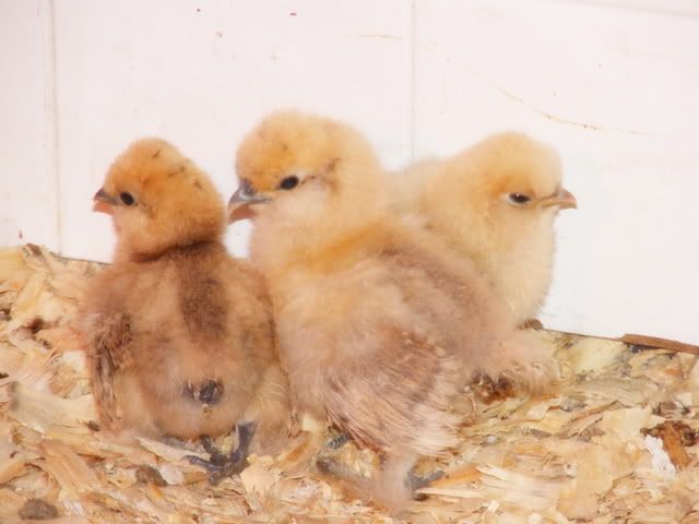 newsilkies2022.jpg