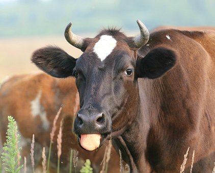 cow-1544320__340.jpg