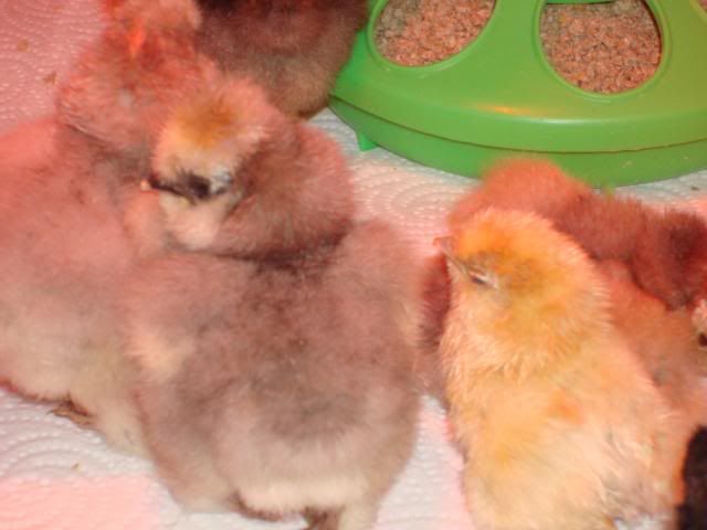 silkiechicks2-4-09006.jpg