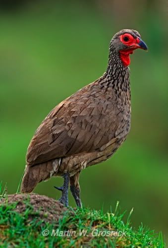Francolin_43395F.jpg