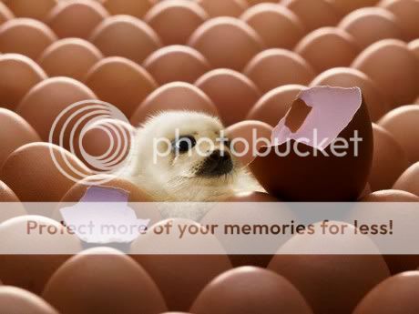 photoshopped-animals-17.jpg