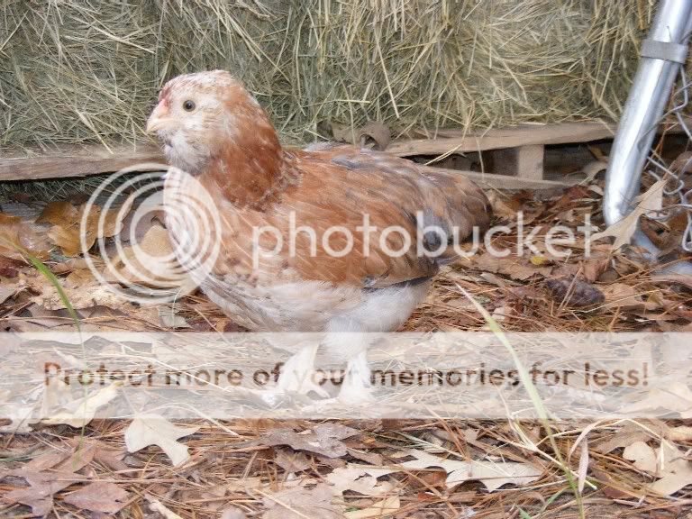 chicks110809013.jpg