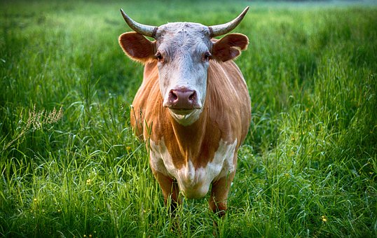 bull-2438032__340.jpg