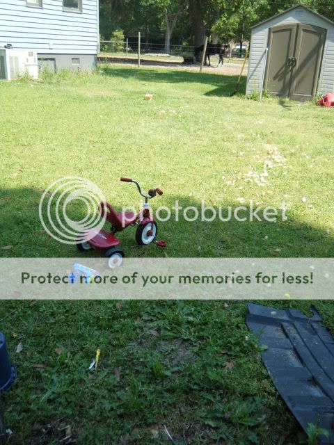 birds013-1.jpg