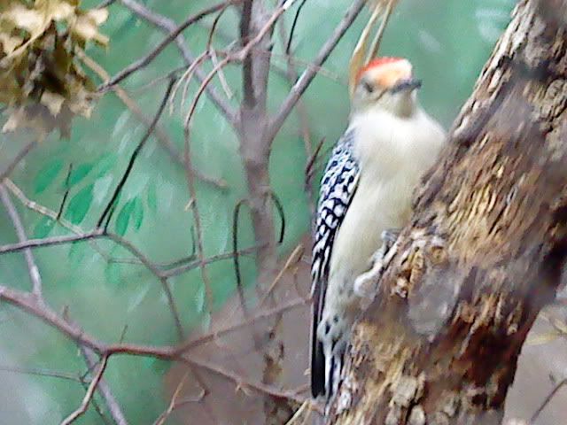 DSC08380.jpg