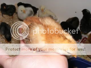 chicks015.jpg