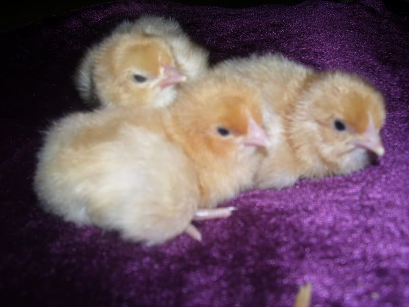 Chicks013.jpg