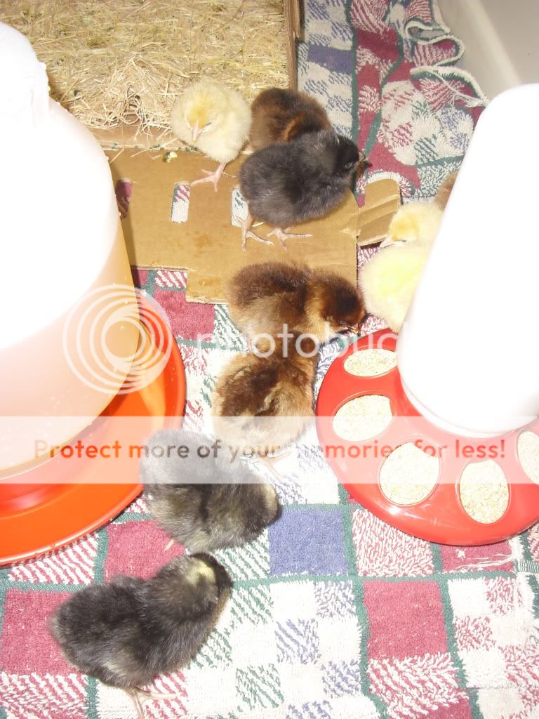 Chickens002.jpg