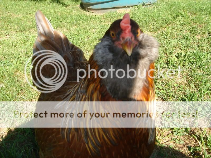 chickens059.jpg