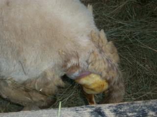 82_first_lamb_009.jpg