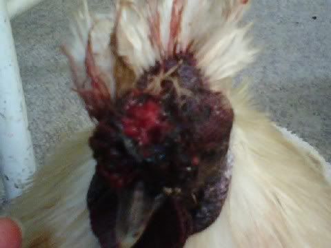 chickenface2.jpg