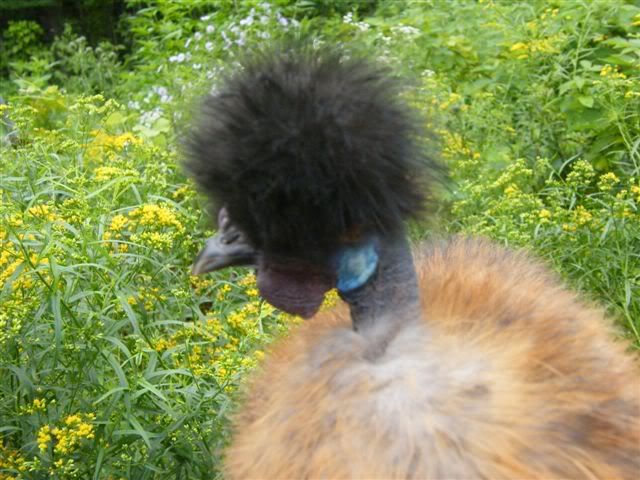 DSCF0810.jpg
