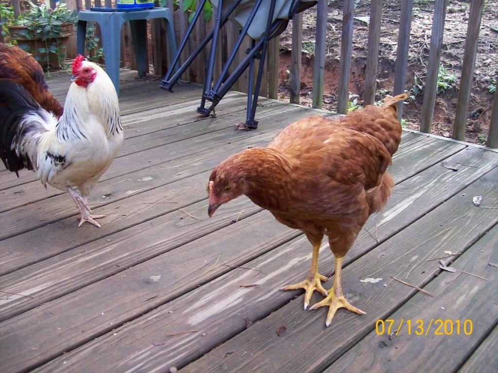 ChickensJuly13031.jpg