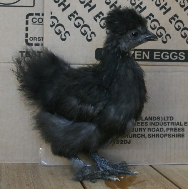 chick5.jpg