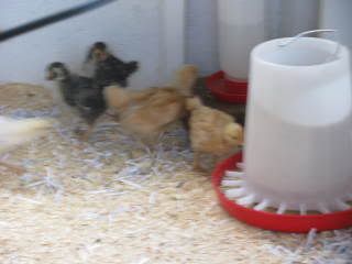 chicks033.jpg