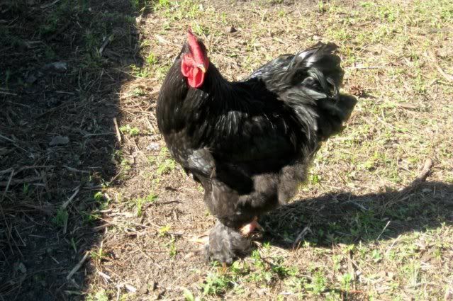 cochinrooster.jpg