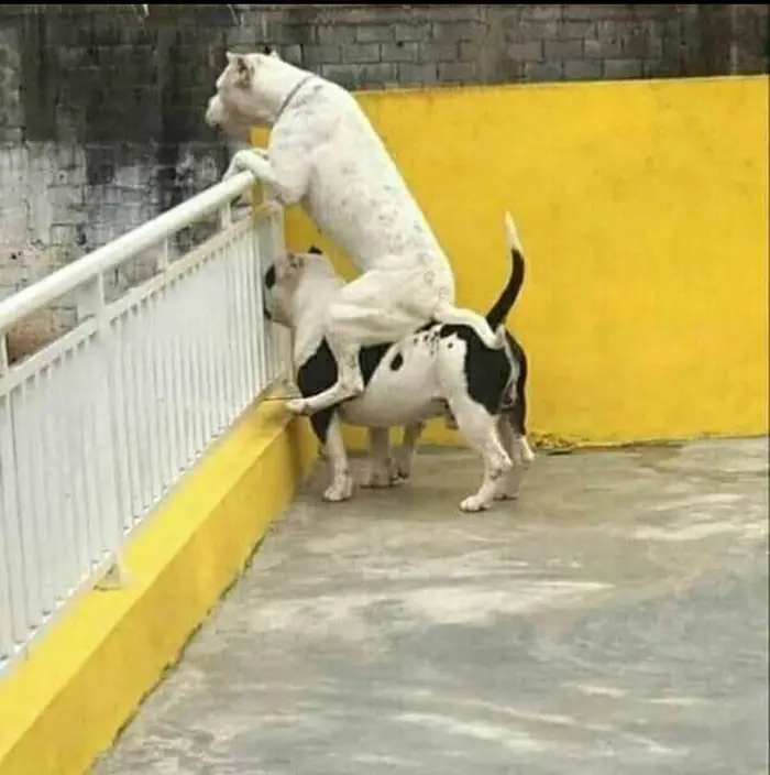 funny dog carrying another dog on its back