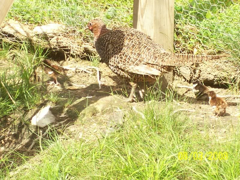 pheasantchicks012.jpg