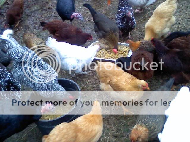 sqsoup1.jpg