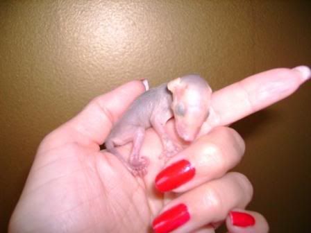 babypossum2.jpg